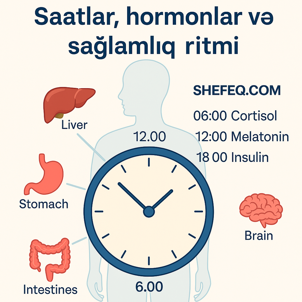 Bədən zamanla danışır – Saatlar, hormonlar və sağlamlıq ritmi